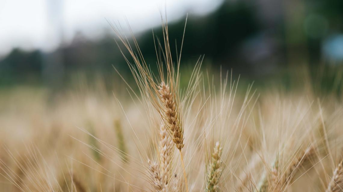 field-of-wheat-farm-2022-02-08-03-27-37-utc.jpg