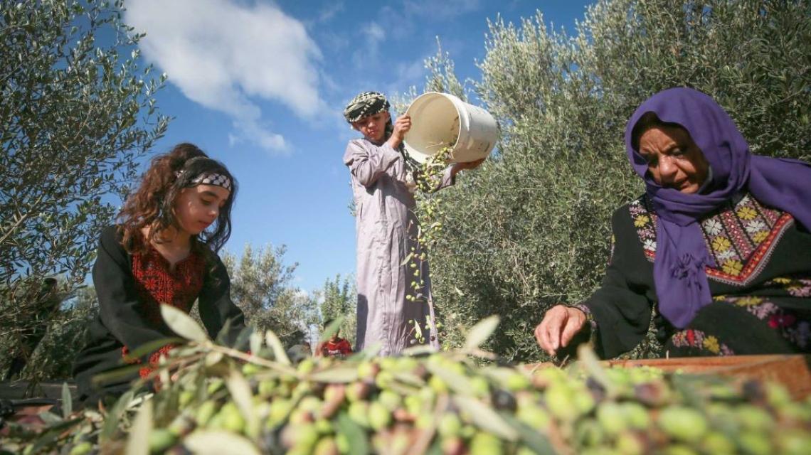 Jordan  Find out when the olive season will start.jpg
