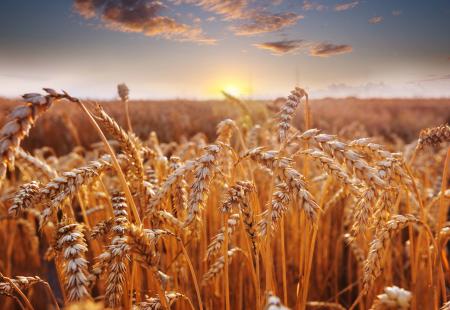 wheat-2021-08-28-19-17-27-utc.jpg