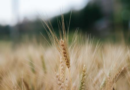 field-of-wheat-farm-2022-02-08-03-27-37-utc.jpg