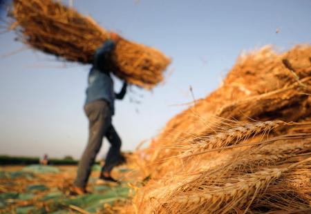 2022-04-12T000000Z_363332592_RC2SLT9ZCM64_RTRMADP_3_EGYPT-WHEAT.JPG