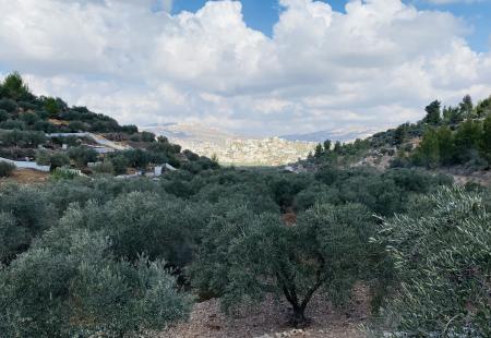 IMG_7046.jpeg