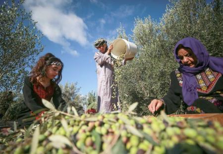 Jordan  Find out when the olive season will start.jpg
