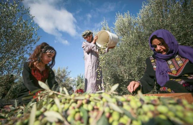 Jordan  Find out when the olive season will start.jpg